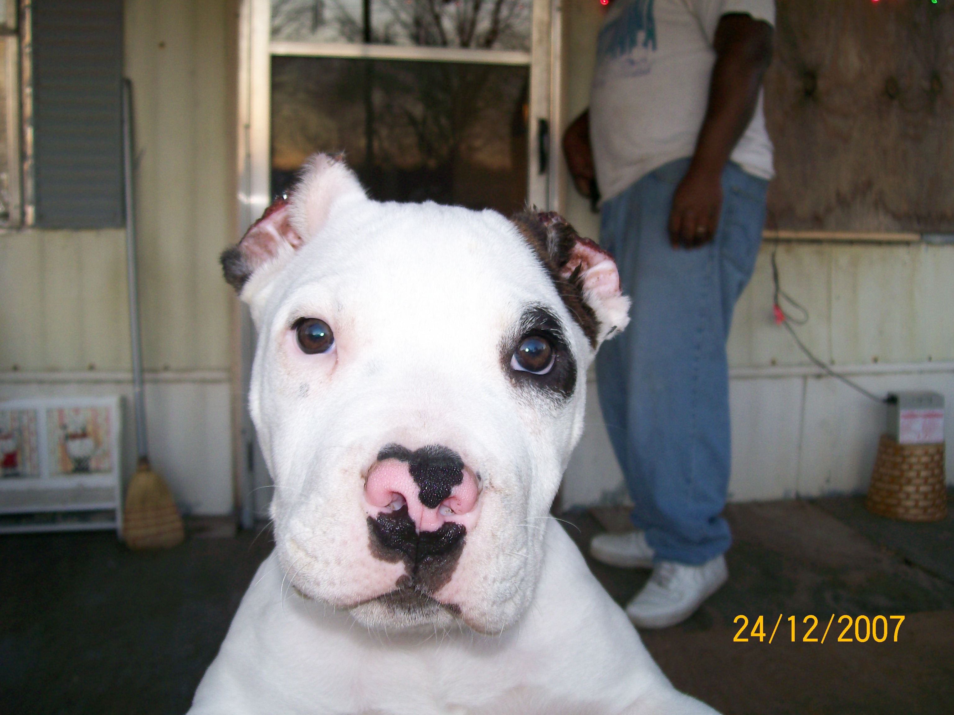 white with a brenal patch clipped ears