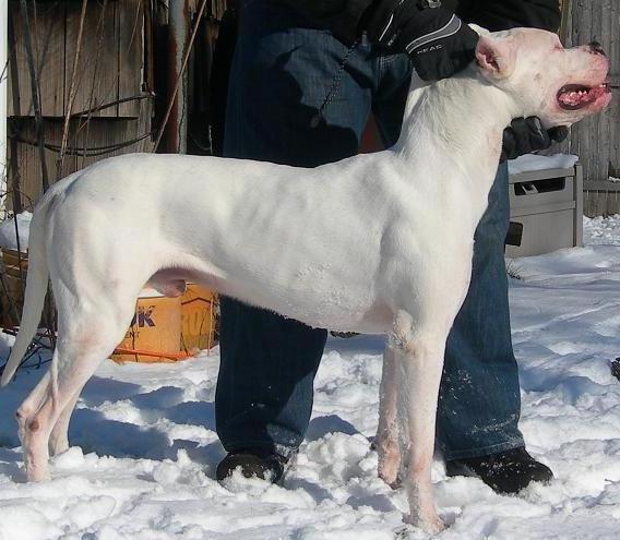 Here is his white side, just over 2 years old and boy are we happy with the turn out.  This is what a dogo should look like.  Thank you to Eduardo Lavado.