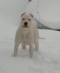 Dogo in the snow.  Beautiful Dogo Argentino female.